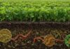 Campo em Foco: O preparo do solo para as culturas de verão
